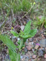 Verbena macdougalii