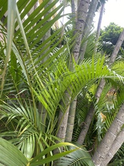 Dypsis lutescens