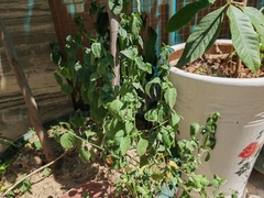 Dicliptera chinensis