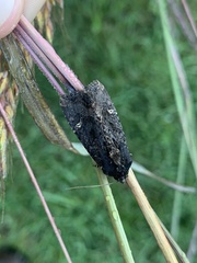 Helotropha reniformis