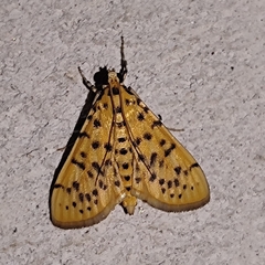 Conogethes