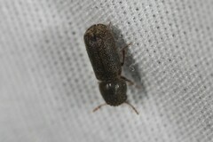 Prostephanus punctatus