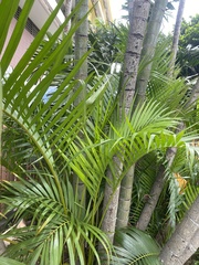 Dypsis lutescens