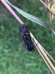 Helotropha reniformis