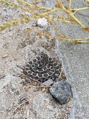 Crotalus oreganus helleri