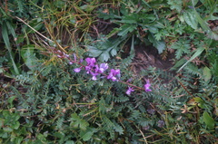Oxytropis coerulea