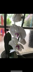Phalaenopsis