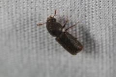 Prostephanus punctatus