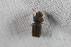 Prostephanus punctatus