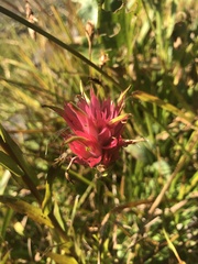 Castilleja miniata