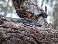 Varanus varius