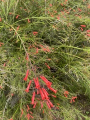 Russelia equisetiformis