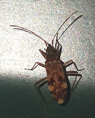 Ozophora picturata