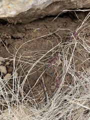 Myrmecia