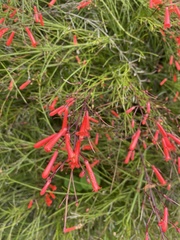 Russelia equisetiformis