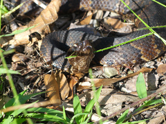 Agkistrodon piscivorus