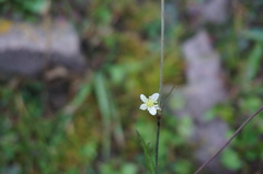 Eriocapitella rivularis