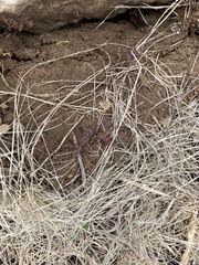 Myrmecia