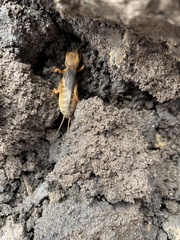 Gryllotalpa australis