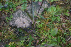 Eriocapitella rivularis