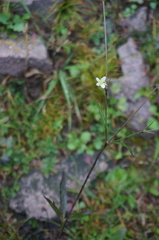 Eriocapitella rivularis