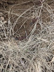 Myrmecia