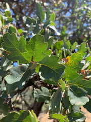 Quercus × eplingii