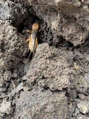 Gryllotalpa australis