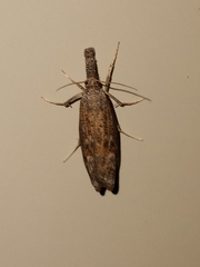 Neodactria luteolellus