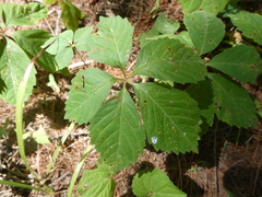Parthenocissus