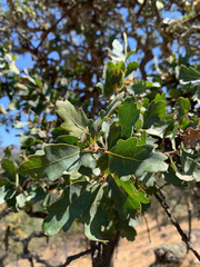 Quercus × eplingii