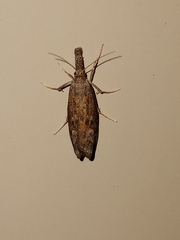 Neodactria luteolellus