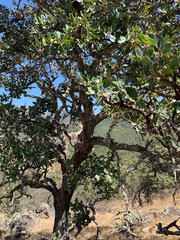 Quercus × eplingii