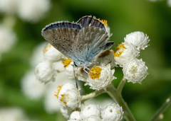 Plebejus anna