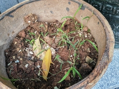 Digitaria radicosa