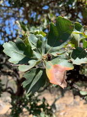 Quercus × eplingii