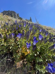Gentiana calycosa