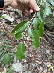 Drypetes indica