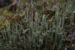 Cladonia cenotea