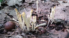 Clavaria fragilis