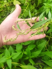 Persicaria lapathifolia