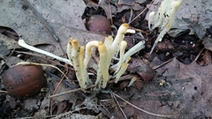Clavaria fragilis