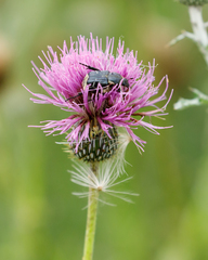 Trichiotinus texanus