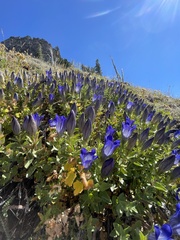 Gentiana calycosa