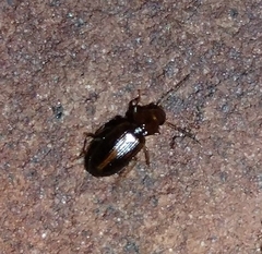 Stenolophini