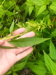Persicaria lapathifolia