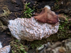 Hypomyces tremellicola