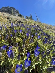 Gentiana calycosa