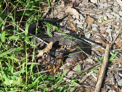 Agkistrodon piscivorus