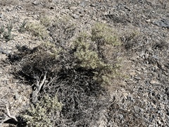 Atriplex confertifolia